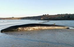 Trois baleines s’échouent sur les plages en Corse, deux sont mortes