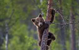 Une (rare) portée de trois oursons filmée dans les Pyrénées