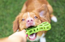 3 comportements canins décodés