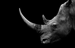 La corne de rhinocéros a-t-elle réellement des vertus médicinales ?