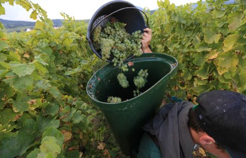 Une enquête pour « traite des êtres humains » dans le vignoble bordelais