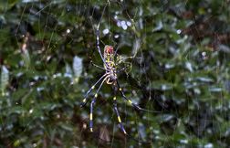 Ces araignées volantes géantes pourraient bien envahir New York cet été