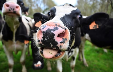 Comment des chercheurs tentent de façonner des vaches moins polluantes