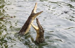 Comment le crocodile fait-il la cour ?