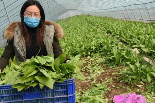 河南杞县北花村3万多斤叶子菜滞销！菜农求助！（附联系方式）