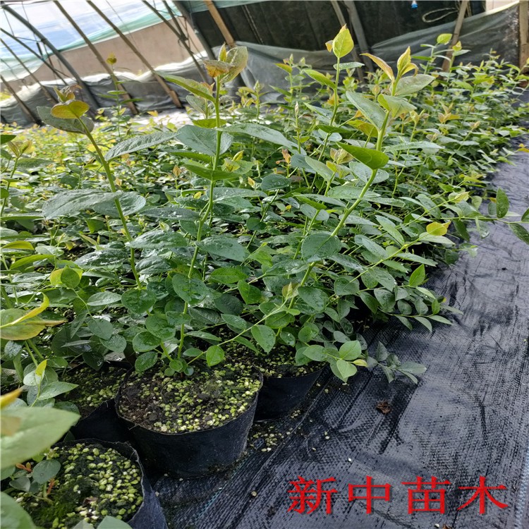 德雷珀蓝莓苗适应能力强