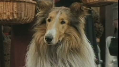 Lassie Scene: Lassie And Toots Put On A Show