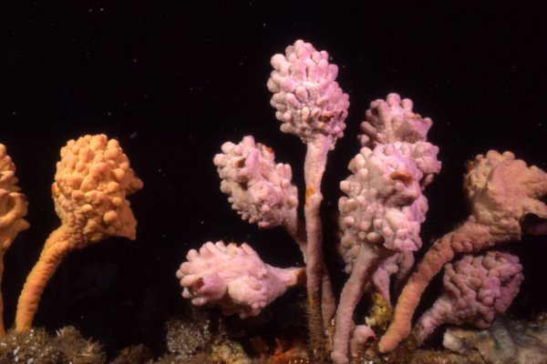 Pyura spinifera