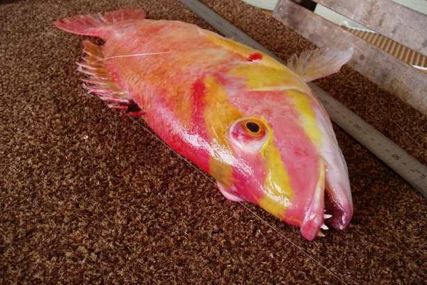 Masked Pigfish, <i>Bodianus flavifrons</i>