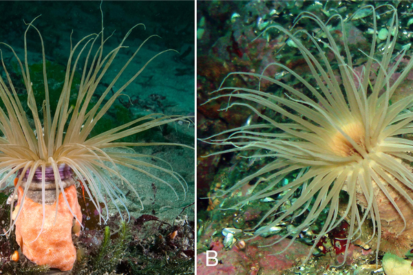 The tube anemone Pachycerianthus fiordlandensis