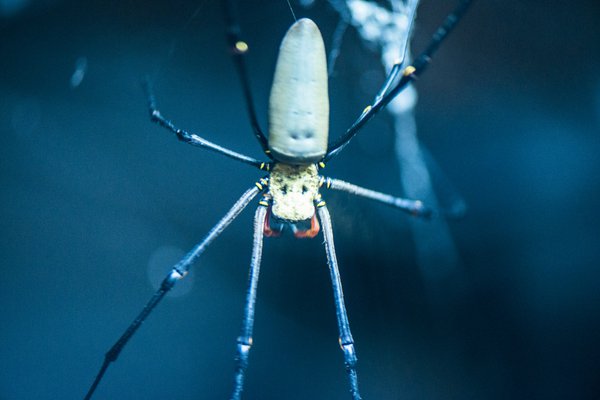 Giant Golden Orb-weaving spider