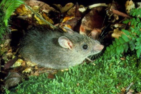 Bush Rat