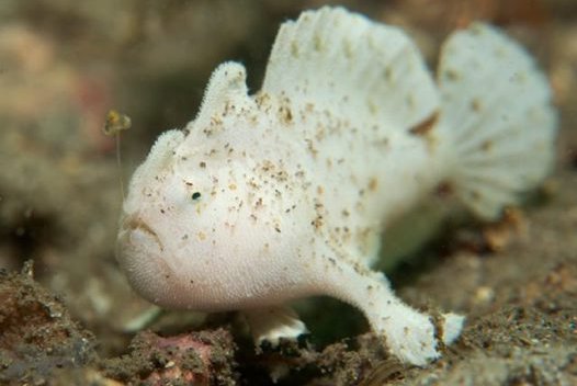 Striate Anglerfish