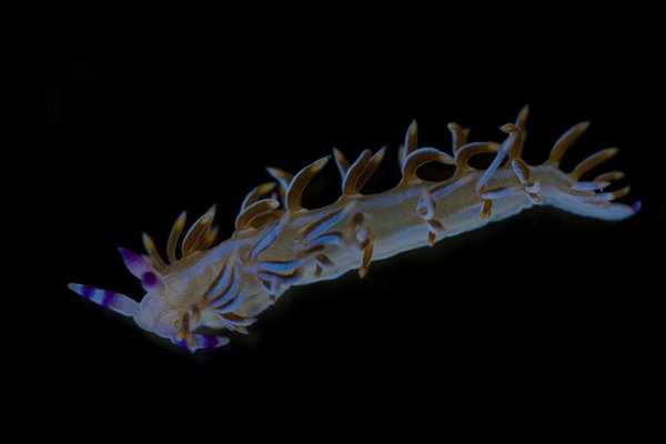 Close-up of a nudibranch