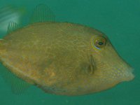 Honeycomb Leatherjacket, Cantherhines pardalis