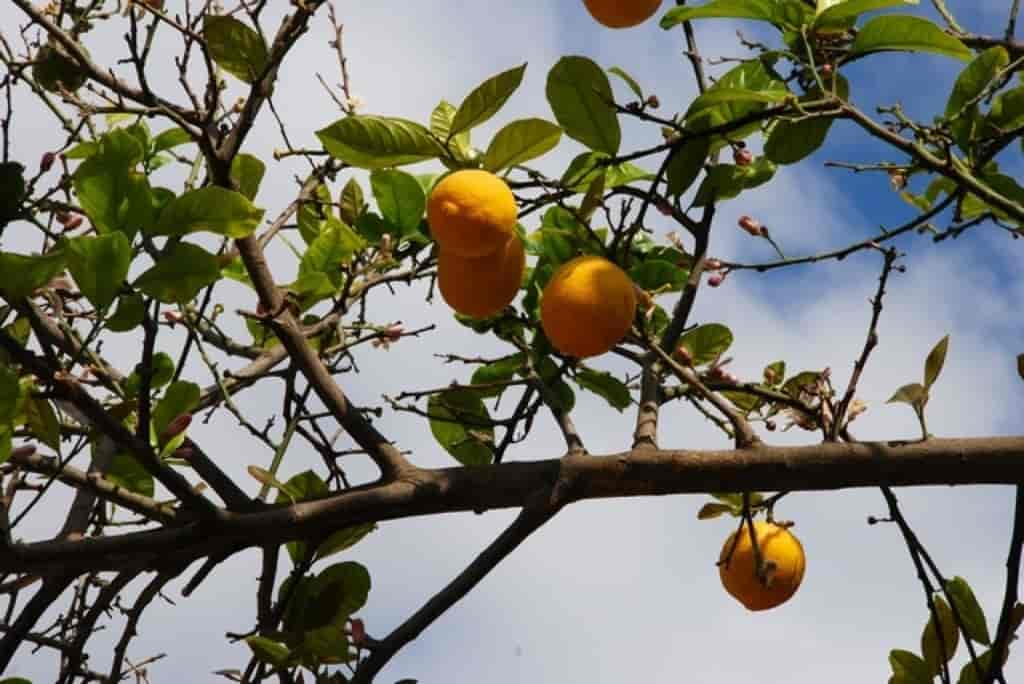 Citrus sinensis