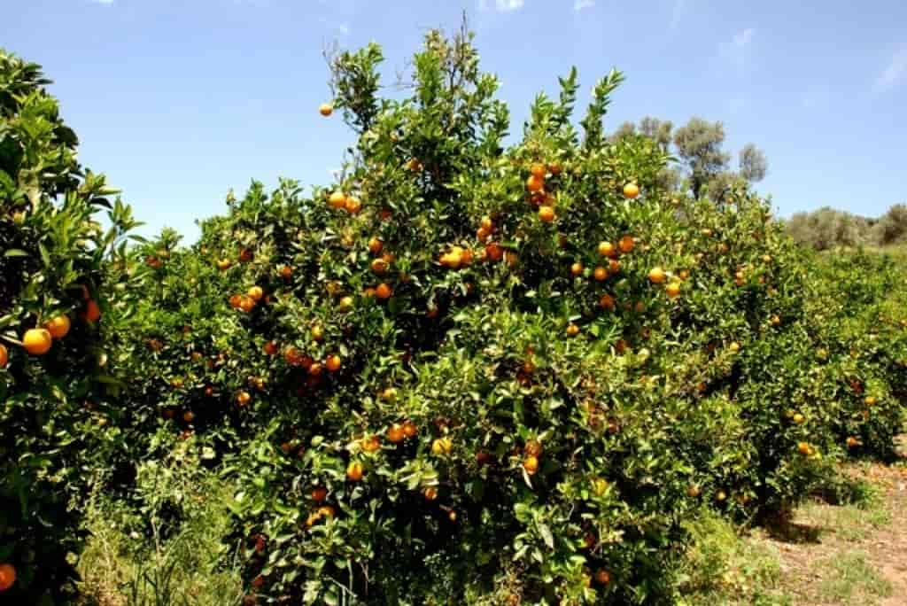 Citrus sinensis