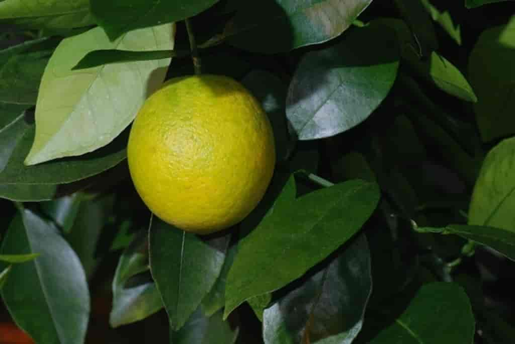 Citrus sinensis