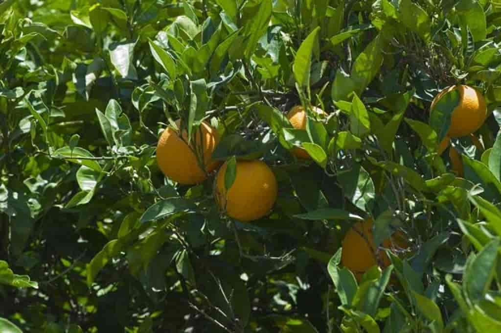 Citrus sinensis