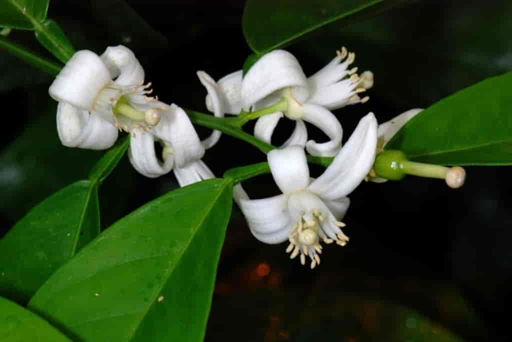 Citrus sinensis