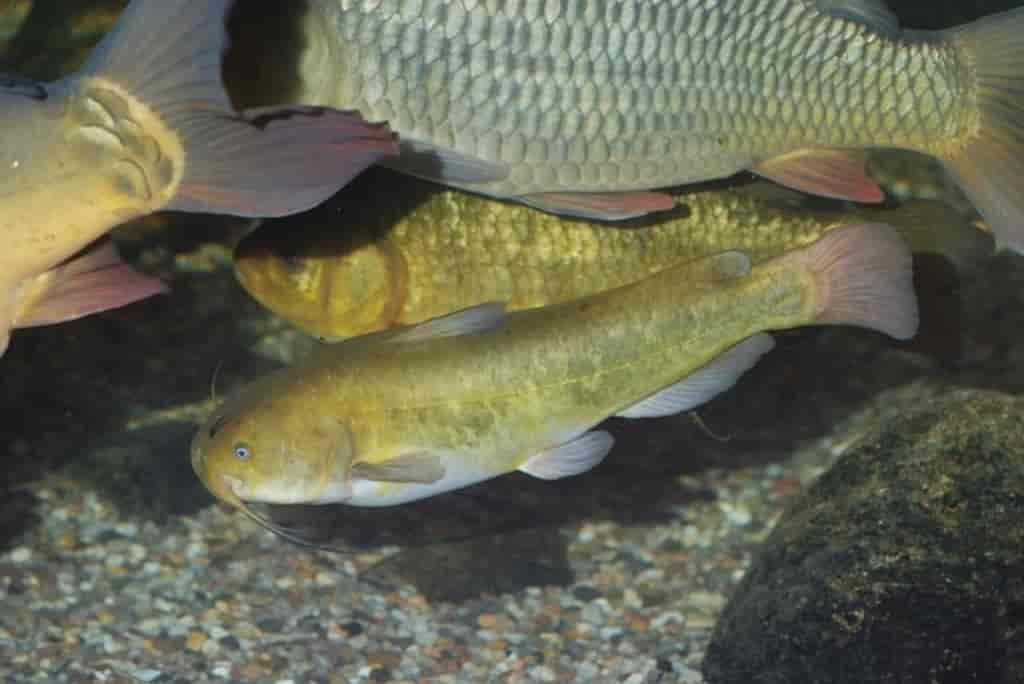 Ameiurus nebulosus