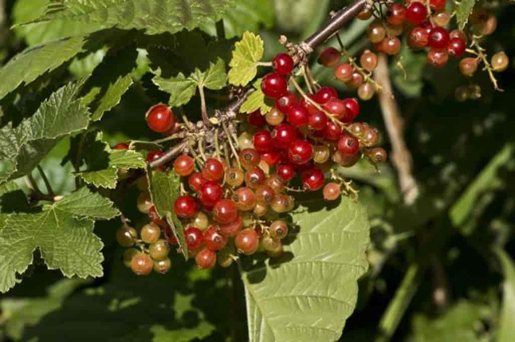 Ribes rubrum