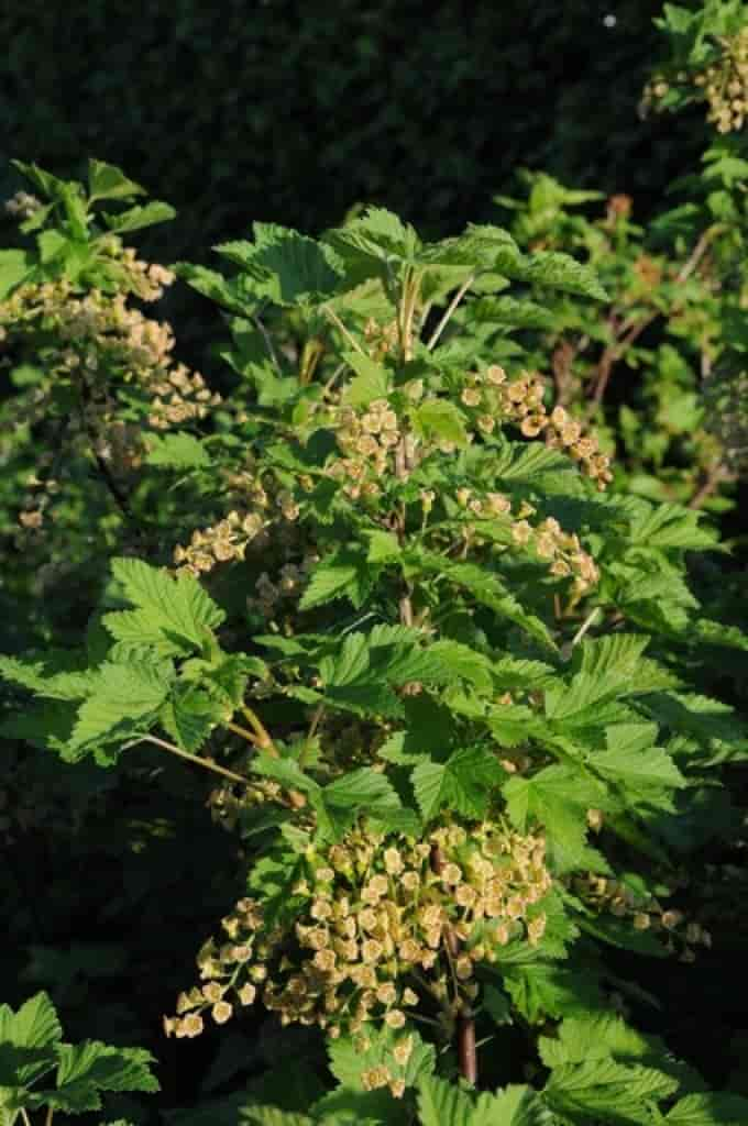 Ribes rubrum