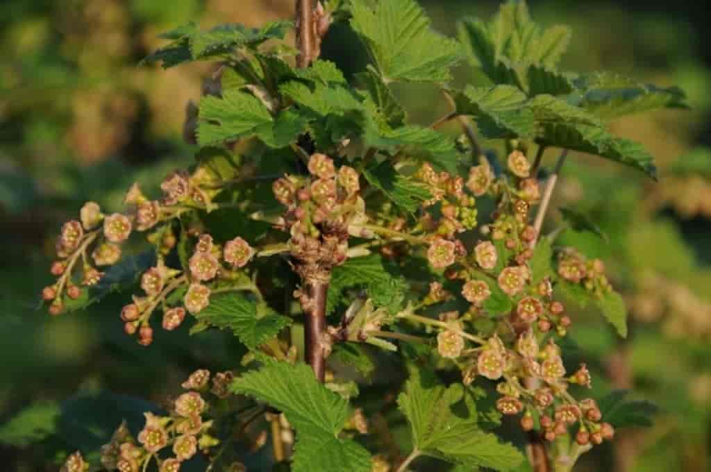 Ribes rubrum