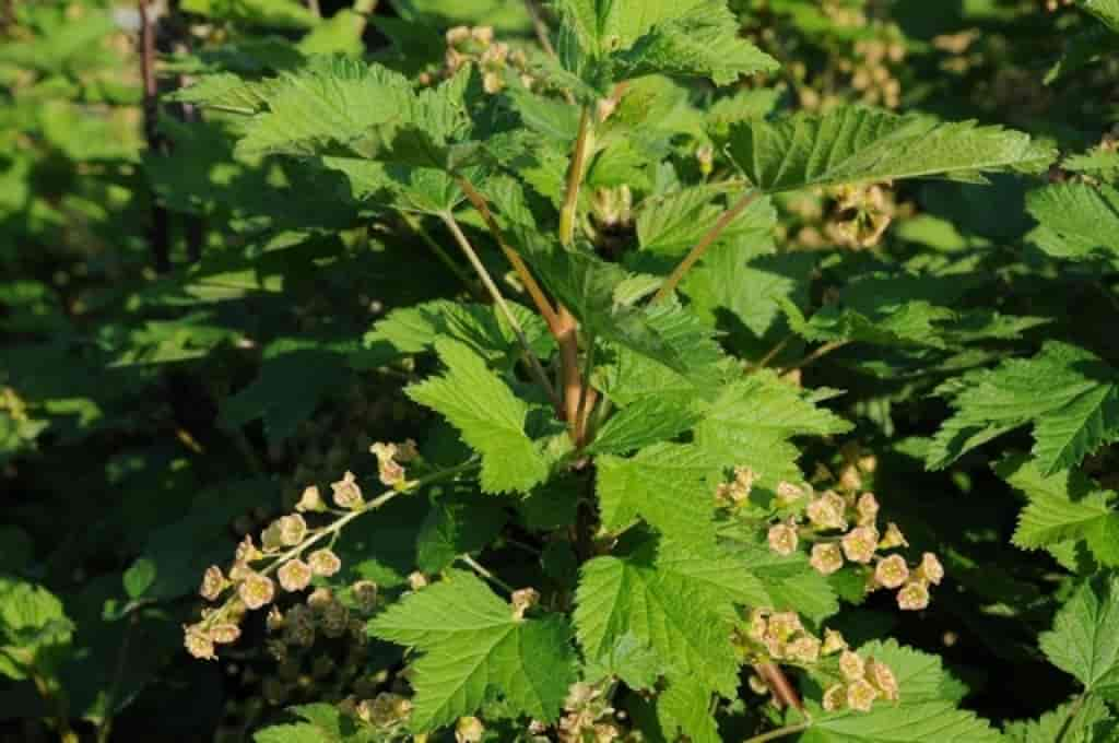 Ribes rubrum