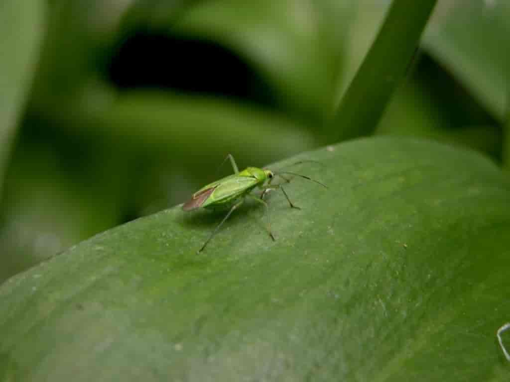 Lygocoris pabulinus