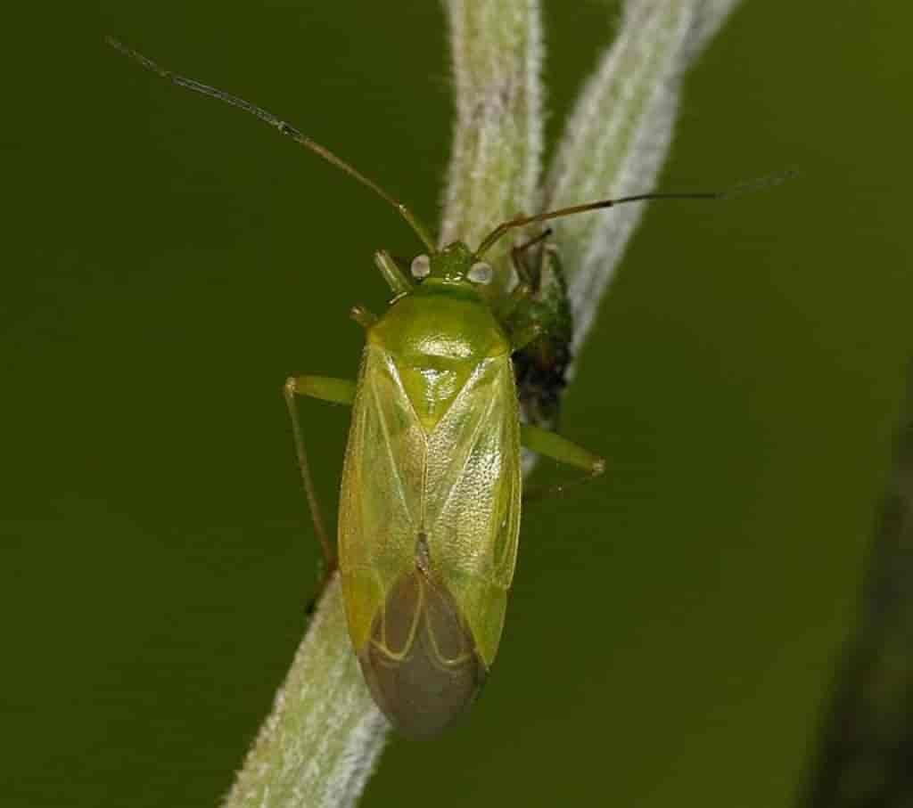 Lygocoris pabulinus