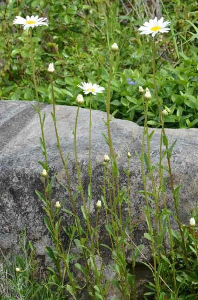 Leucanthemum ircutianum