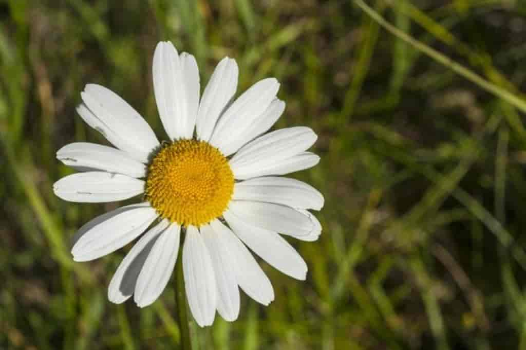 Leucanthemum vulgare