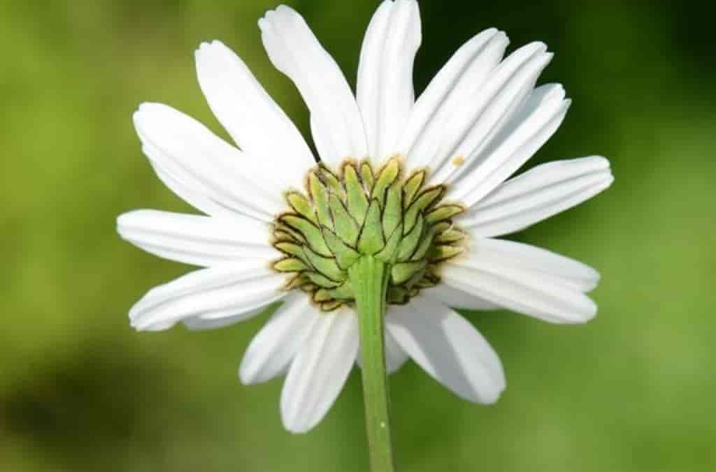 Leucanthemum ircutianum