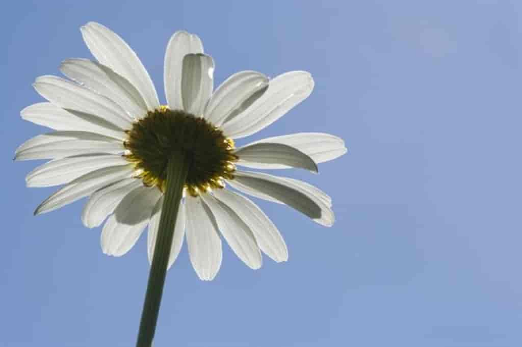 Leucanthemum vulgare