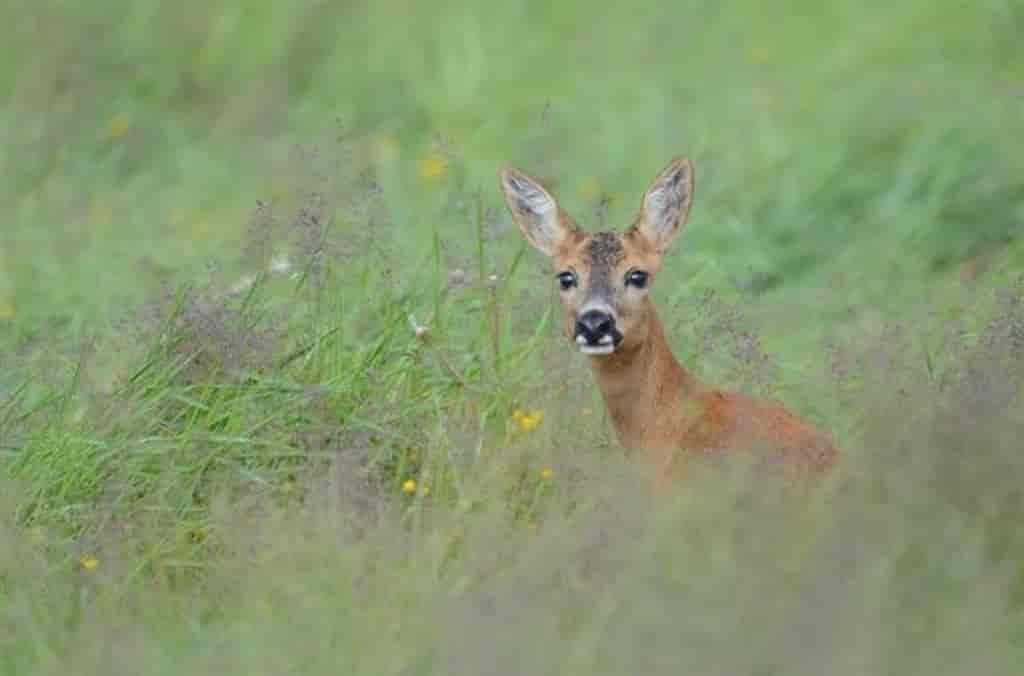 Capreolus capreolus