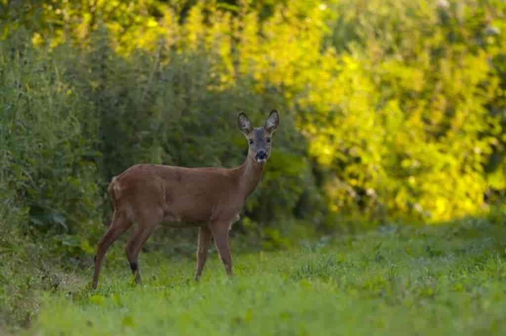 Capreolus capreolus