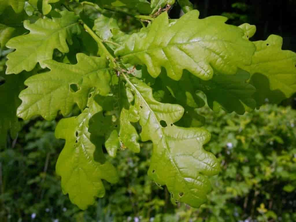 Quercus robur