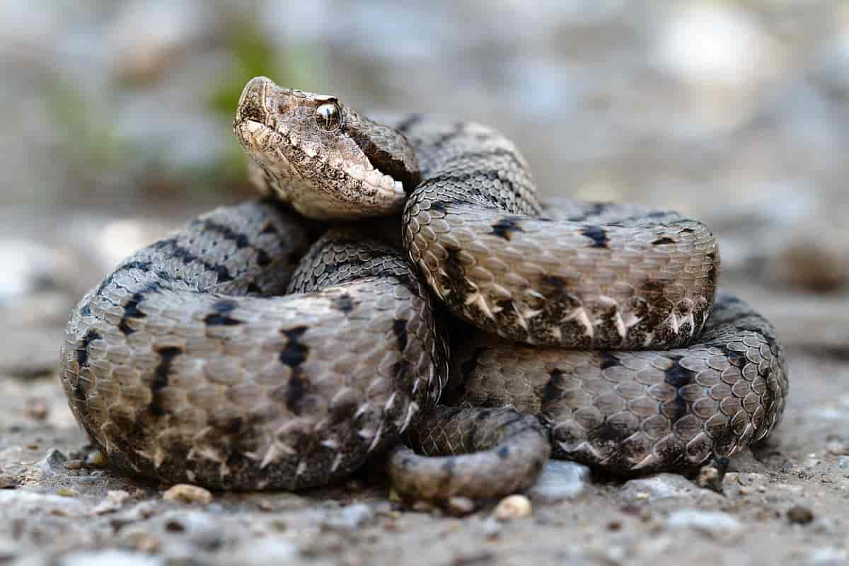 Vipera aspis aspis i Frankrike