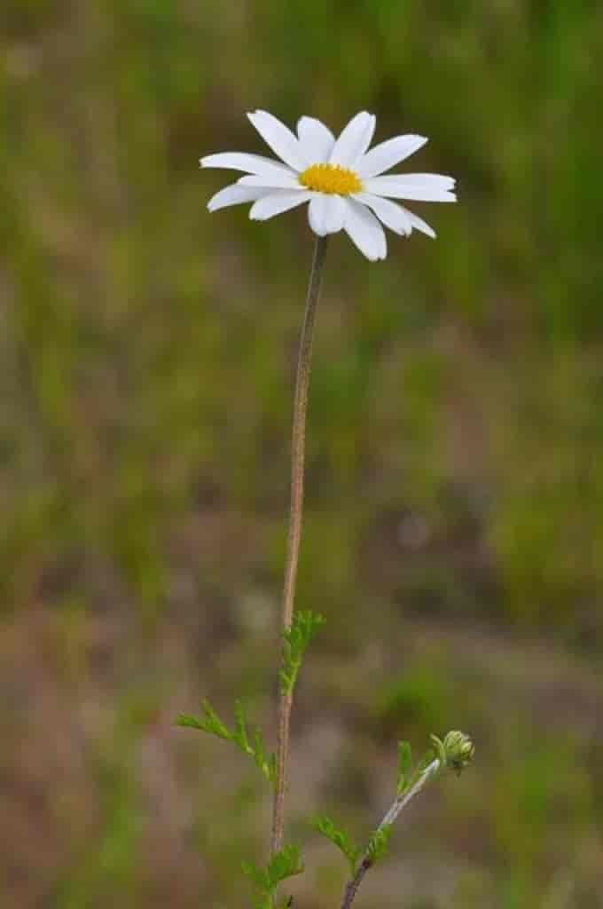 Anthemis arvensis