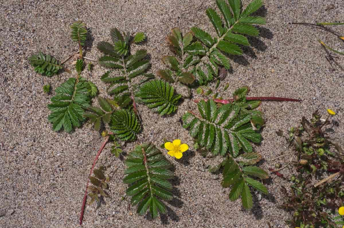 Argentina egedii ssp. egedii