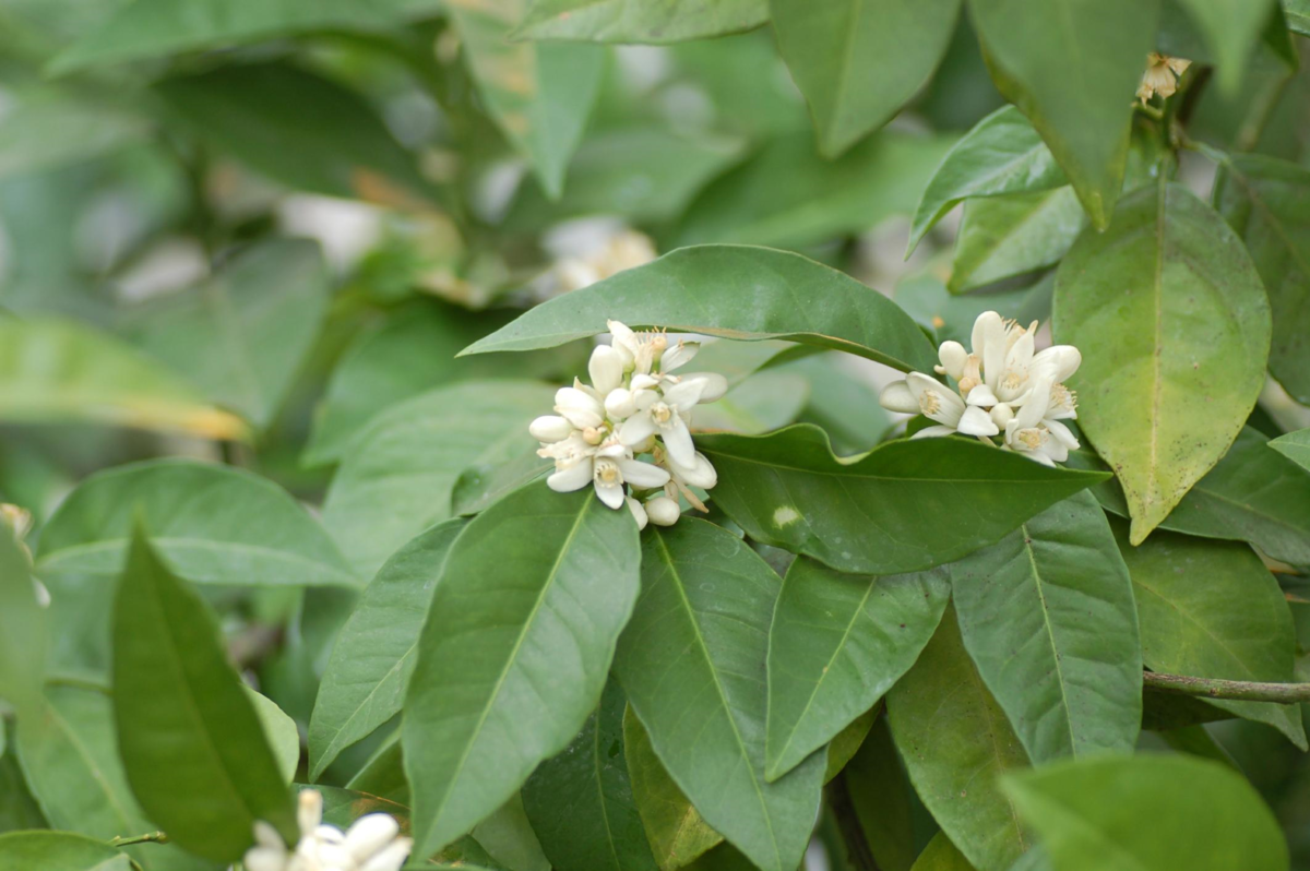 Appelsinblomster