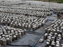 怀化靖州本地鹿茸菌种植，桑黄人工种植基地，一对一传授种植技术