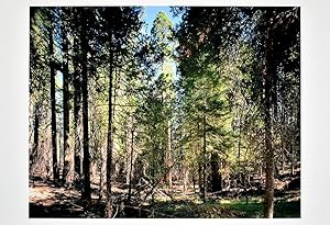 Yosemite National Park, 2004. [Signierte Original-Farbfotografie / signed original photograph].