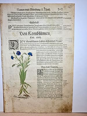 Kornblumen: Altkolorierter Holzschnitt *Kornblumen* mit Text aus dem Kräuterbuch des Hieronymus B...