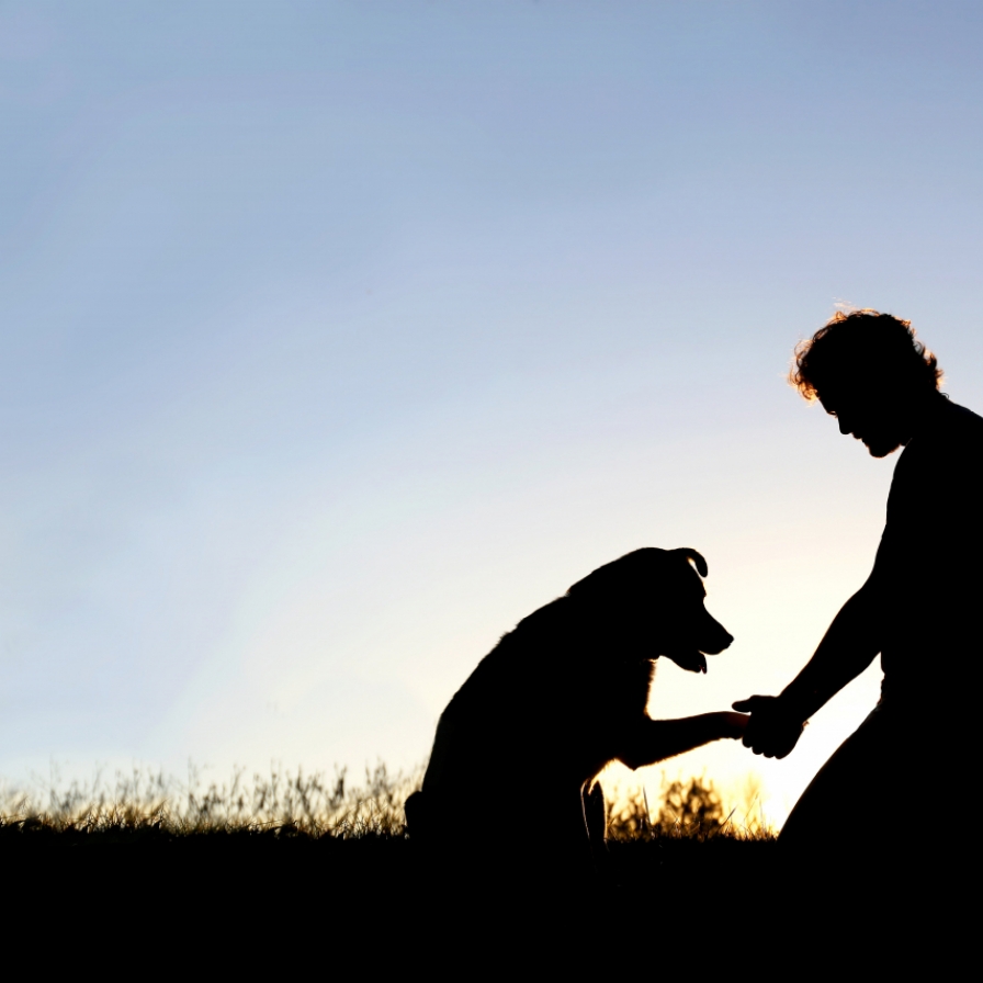 [Interactive] How to spot dementia in a man's best friend