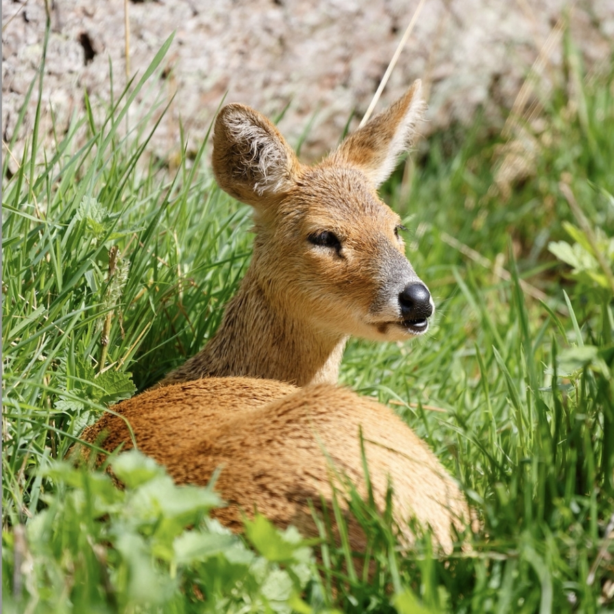 [Interactive] Doe a deer, slow the gear