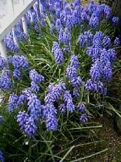 Muscari