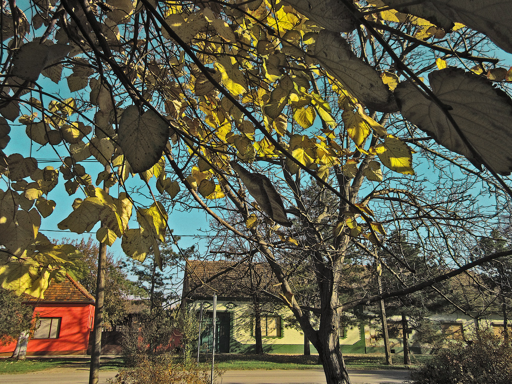 Detail of a street in autumn