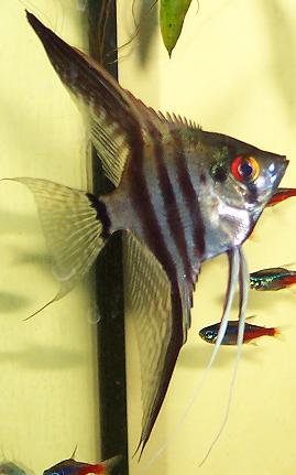 Lehtikala (Pterophyllum scalare)